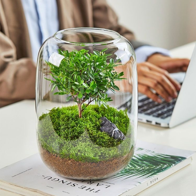Home Decor Garden Ideas - Moss Terrarium Bonsai Plant Mini Garden