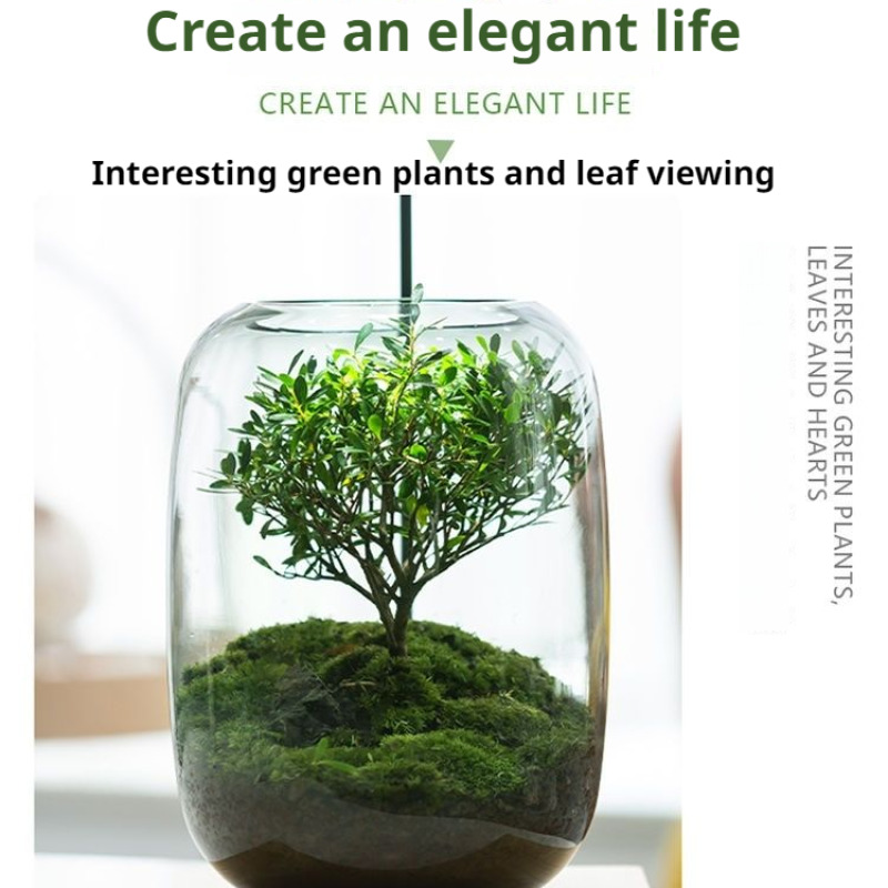 Moss Terrarium Bonsai Plant Mi – обзор и цена Home Decor Garden Ideas