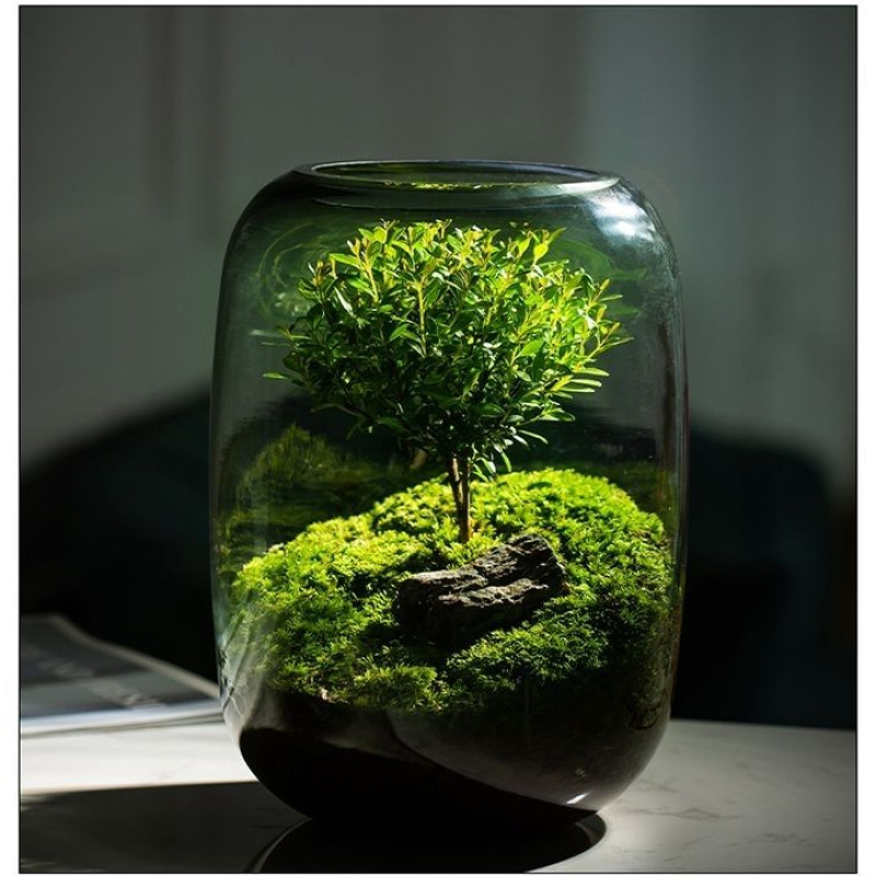 Moss Terrarium Bonsai Plant Mi – обзор и цена Home Decor Garden Ideas