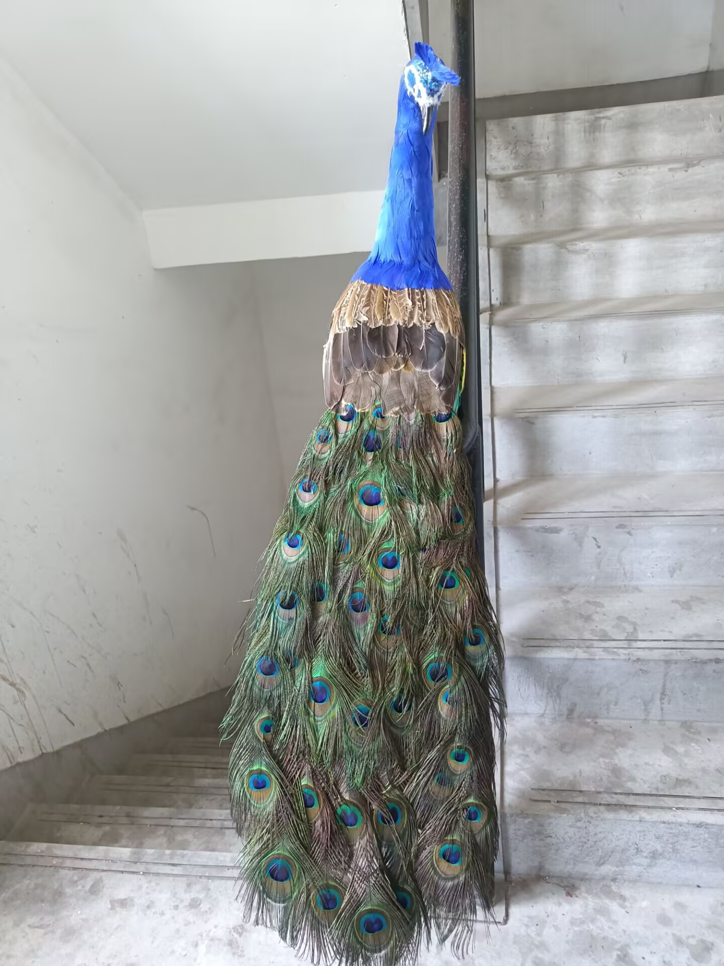 105cm Realistic Peacock Model  – обзор и цена Home Decor Design Ideas